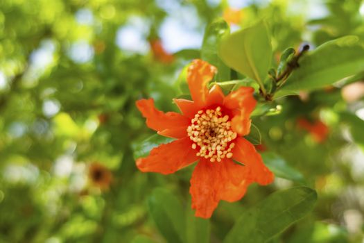 close up pomegranate tree and flowers with green leaves in nature