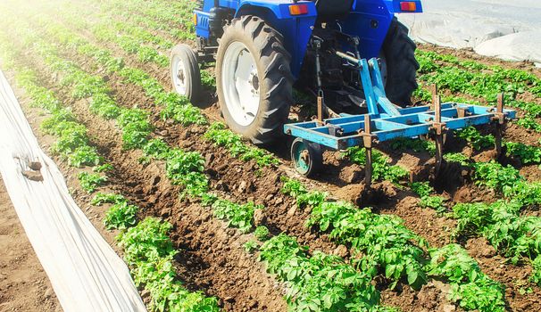 A tractor with a cultivator processes a farm field. Crop care. Farming agricultural industry. Loosening the soil and removing weed plants. Improved air support and water retention properties in soil.