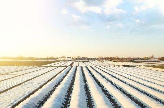 White spunbond rows on a farm field. Protective coating for corps and plants. Spunbond agrofibre row coverings and tunnels. Protecting and warmth keeping crops from frost in winter. Innovation