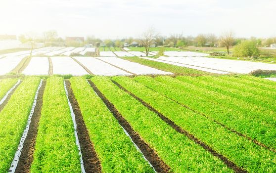 Green farm potato fields on an sunny morning day. Growing vegetables food. Agriculture agribusiness. Organic farming in Europe. Beautiful countryside landscape. Agricultural sector of the economy