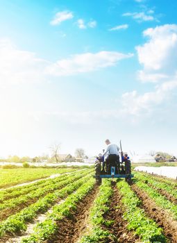 A farmer on a tractor loosens the soil and removes weeds on a potato plantation. Farming agricultural industry. Processing and cultivation of soil. The process of growing food on a farm.