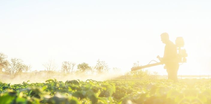 A farmer cultivates a potato plantation to protect pests and fungal diseases of plants from insects. The use of chemicals in agriculture. Agriculture and agribusiness, agricultural industry.