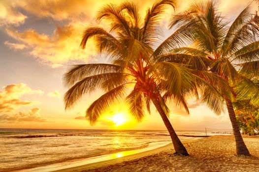 Beautiful sunset over the sea with a view at coconut palms on the white beach on a Caribbean island of Barbados