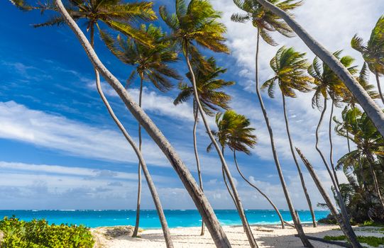Bottom Bay is one of the most beautiful beaches on the Caribbean island of Barbados. It is a tropical paradise with palms hanging over turquoise Atlantic ocean
