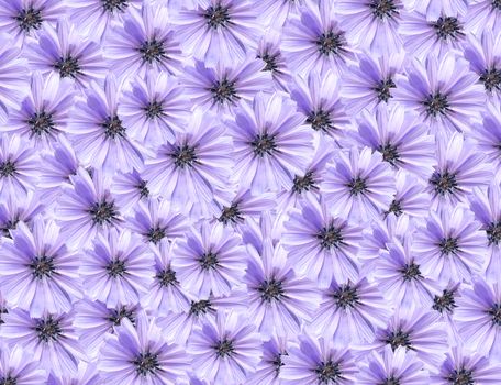 Nice background made from lot of blue daisy flowers