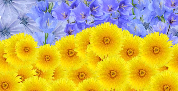 Ukrainian flag symbol made from blue and yellow flowers