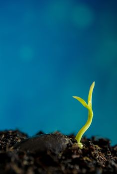 Freshness new life growing from seed, leaves of young plant seedling in nature