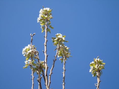 Beautiful caption of the cherry tree and other different fruit plants with first amazing winter flowers in the village and an incredible blue sky in the background.