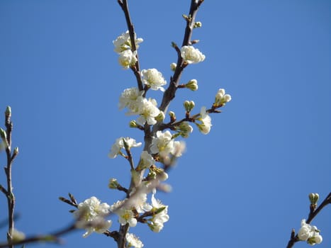 Beautiful caption of the cherry tree and other different fruit plants with first amazing winter flowers in the village and an incredible blue sky in the background.