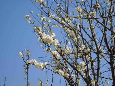 Beautiful caption of the cherry tree and other different fruit plants with first amazing winter flowers in the village and an incredible blue sky in the background.