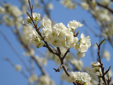 Beautiful caption of the cherry tree and other different fruit plants with first amazing winter flowers in the village and an incredible blue sky in the background.