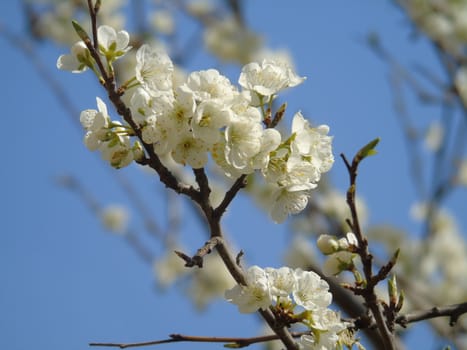 Beautiful caption of the cherry tree and other different fruit plants with first amazing winter flowers in the village and an incredible blue sky in the background.