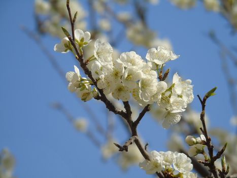 Beautiful caption of the cherry tree and other different fruit plants with first amazing winter flowers in the village and an incredible blue sky in the background.