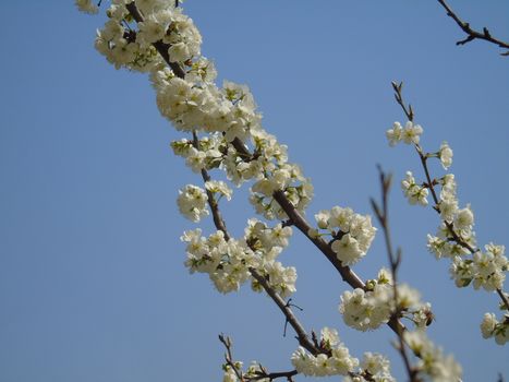 Beautiful caption of the cherry tree and other different fruit plants with first amazing winter flowers in the village and an incredible blue sky in the background.