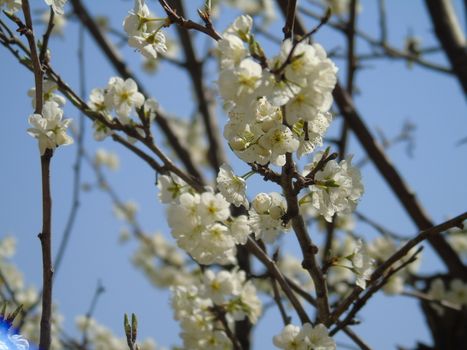 Beautiful caption of the cherry tree and other different fruit plants with first amazing winter flowers in the village and an incredible blue sky in the background.