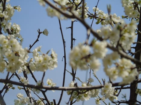 Beautiful caption of the cherry tree and other different fruit plants with first amazing winter flowers in the village and an incredible blue sky in the background.