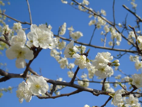 Beautiful caption of the cherry tree and other different fruit plants with first amazing winter flowers in the village and an incredible blue sky in the background.