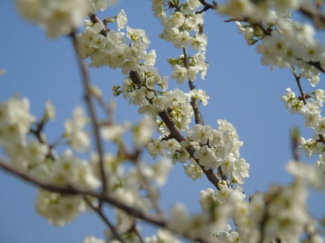 Beautiful caption of the cherry tree and other different fruit plants with first amazing winter flowers in the village and an incredible blue sky in the background.