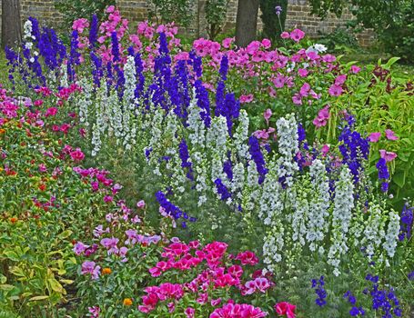 Colourful border with Delphinium consolida, Larkspur, Lavatera and Godetia flowers in a cottage garden