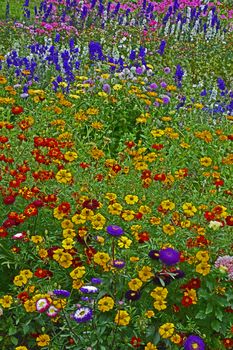 Colourful flower meadow of mixed planting including Delphiniums, Larkspur, Lavatera, Calendula,
in a cottage garden
