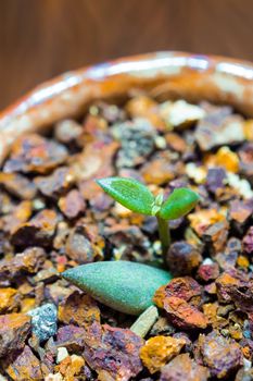 Bud leaf of small succulent plant growing on the laterite gravel in the small pot