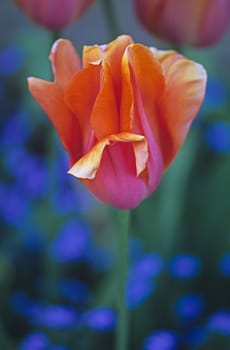 Tulipa 'Dordogne' in a Spring  Garden