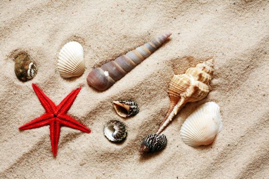 Set of various sea shells closeup on sand background