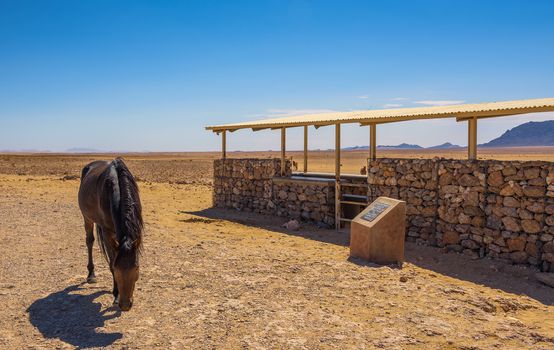 Wild horse of the Namib desert walks around an observation viewpoint near Aus, south Namibia.