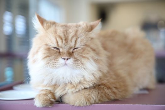 Cute cat looking relax