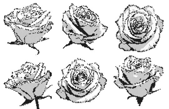 black and white halftone decorative roses illustrations