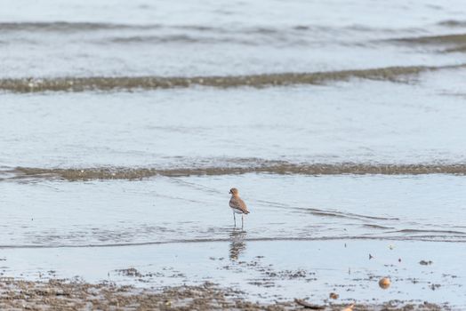 Bird (Greater sand plover, Charadrius leschenaultii) is a small wader in the plover family of birds at a sea in a nature wild