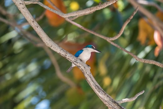 Bird (Collared kingfisher, White-collared kingfisher) blue color and white collar around the neck perched on a tree in a nature mangrove wild