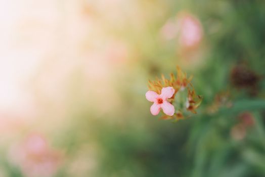 Flower (Ixora Flower) pink color, Naturally beautiful flowers in the garden