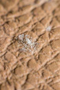 Macro of Mold Spores grown on skin of the leather Molds are a large and taxonomically diverse number of fungal species in which the growth of hyphae results in discoloration and a fuzzy appearance