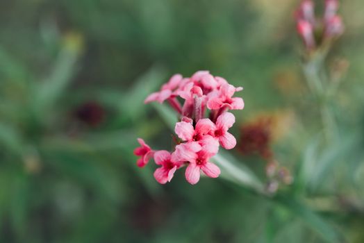 Flower (Ixora Flower) pink color, Naturally beautiful flowers in the garden