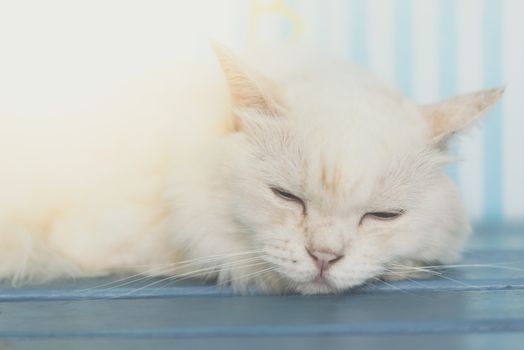 Cat is a animal type mammal and pet so cute white color sleeping for relax on a wooden chair and lonely miss when vacation travel