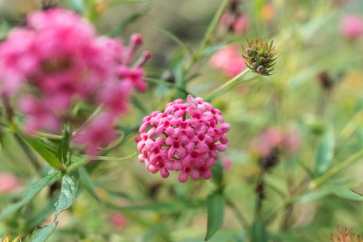 Flower (Ixora Flower) pink color, Naturally beautiful flowers in the garden