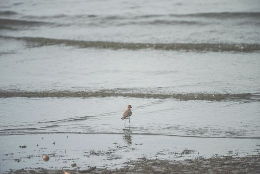 Bird (Greater sand plover, Charadrius leschenaultii) is a small wader in the plover family of birds at a sea in a nature wild