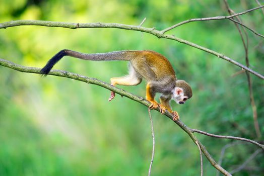 Common squirrel monkey also known as Saimiri sciureus walking on a tree branch
