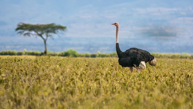 Ostrich also known as Struthio camelus walking in Lake Nakuru National Park, Kenya, Africa.