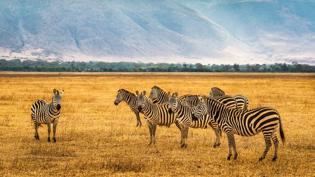 Herd of zebras in the Ngorongoro Crater, Tanzania.