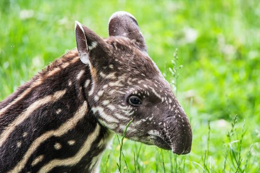 Nine days old baby of the endangered South American tapir, also called Brazilian tapir or lowland tapir