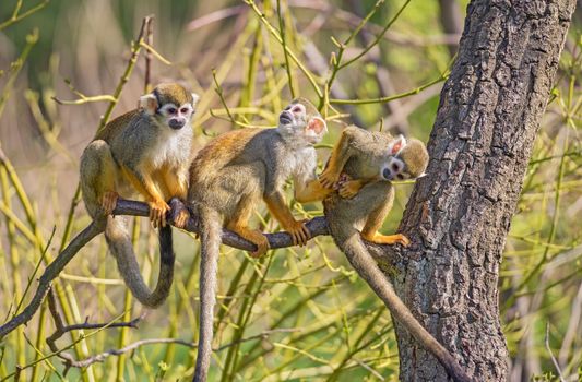 Three common squirrel monkeys playing on a tree branch
