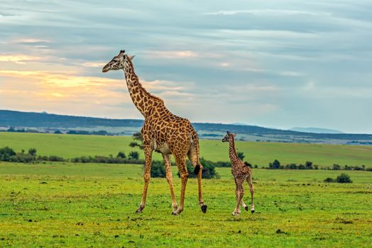 A mother giraffe with her baby. Maasai Mara National Reserve, Kenya.