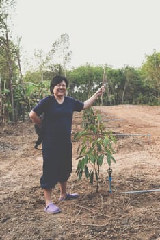 Asian woman farmer in durian seedling or sapling durian is a king of fruit in Thailand and asia fruit have a spikes shell and sweet can buy at Thai street food and fruit market at agriculture farm