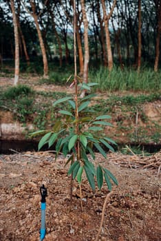 Durian seedling or sapling durian is a king of fruit in Thailand and asia fruit have a spikes shell and sweet can buy at Thai street food and fruit market at agriculture farm