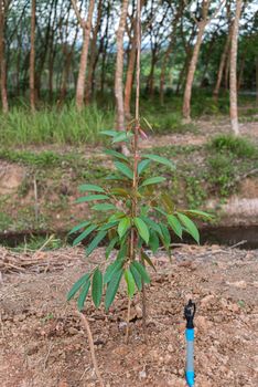 Durian seedling or sapling durian is a king of fruit in Thailand and asia fruit have a spikes shell and sweet can buy at Thai street food and fruit market at agriculture farm