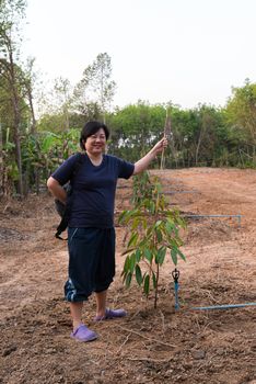 Asian woman farmer in durian seedling or sapling durian is a king of fruit in Thailand and asia fruit have a spikes shell and sweet can buy at Thai street food and fruit market at agriculture farm