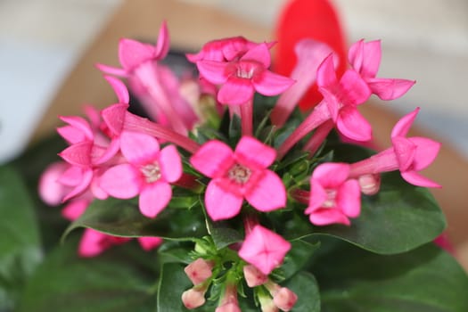 close up of plant with pink fresh flowers