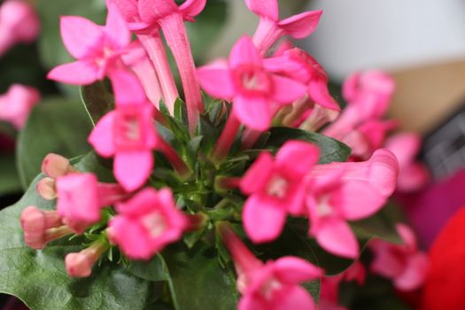 close up of plant with pink fresh flowers